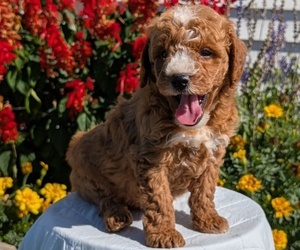 Medium Goldendoodle (Miniature)