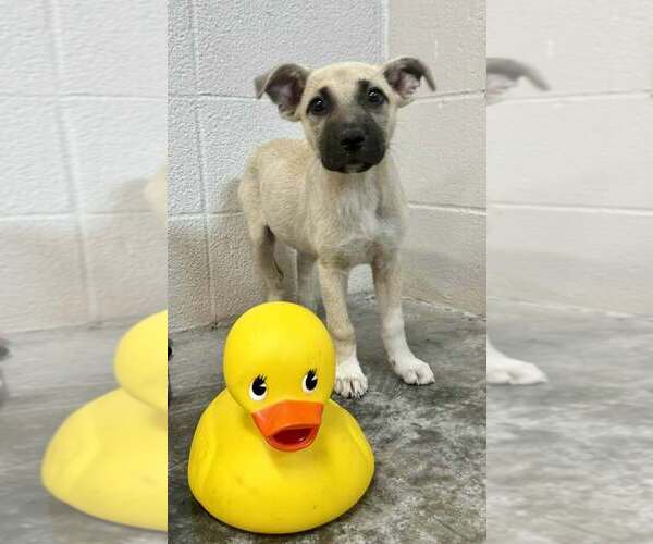Medium Photo #1 Mutt Puppy For Sale in Abbeville, LA, USA