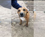 Small #1 Labrador Retriever Mix