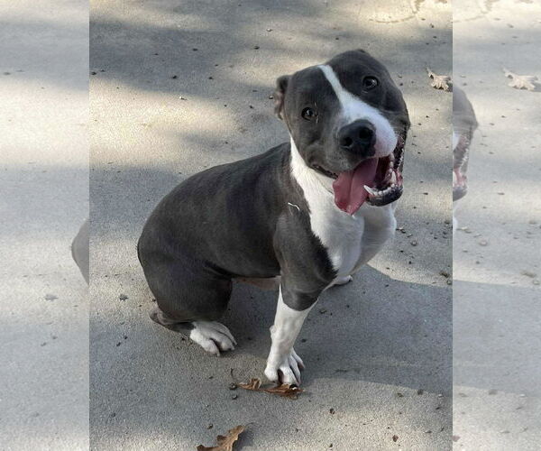 Medium Photo #9 American Pit Bull Terrier-Staffordshire Bull Terrier Mix Puppy For Sale in Princeton, MN, USA