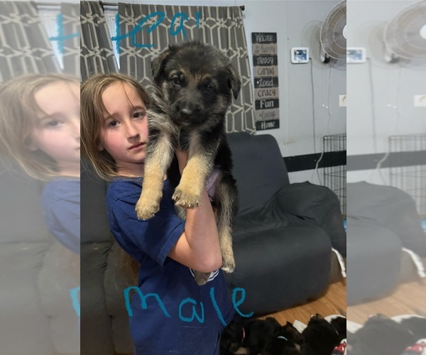 Medium Photo #1 German Shepherd Dog Puppy For Sale in RUSTBURG, VA, USA