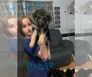 Medium German Shepherd Dog