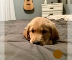Puppy Brown Golden Retriever
