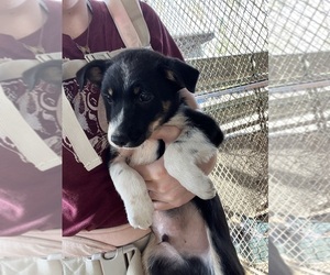 Border Collie-Cowboy Corgi Mix Puppy for sale in ALBANY, OR, USA