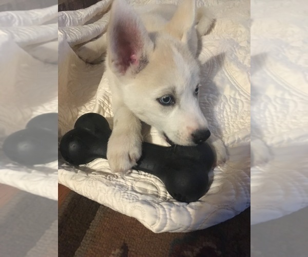 Medium Photo #3 Pomsky-Siberian Husky Mix Puppy For Sale in PLAINWELL, MI, USA