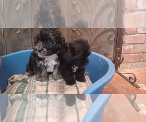 Poovanese Puppy for sale in AMADO, AZ, USA