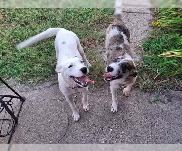 Medium Photo #2 Labrador Retriever-Unknown Mix Puppy For Sale in Rowlett, TX, USA