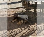 Small Photo #11 German Shepherd Dog Puppy For Sale in RIVERSIDE, CA, USA