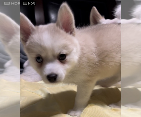 Medium Photo #176 Pomsky Puppy For Sale in LOVELAND, CO, USA