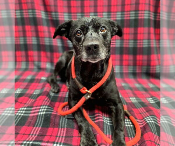 Medium Photo #1 Labrador Retriever-Unknown Mix Puppy For Sale in Long Beach, CA, USA