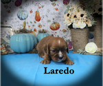 Small #7 Cavalier King Charles Spaniel
