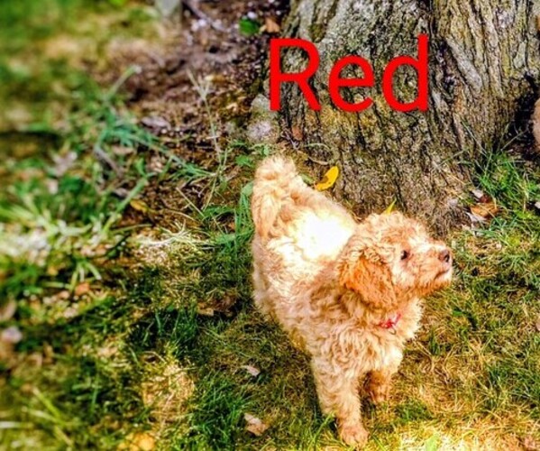 Medium Photo #3 Goldendoodle mix (+ Poodle Miniature) Puppy For Sale in MOORESVILLE, IN, USA