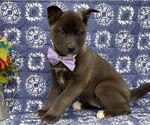Small Photo #4 Labrador Retriever-Siberian Husky Mix Puppy For Sale in LANCASTER, PA, USA
