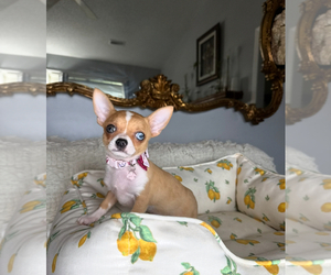 Chihuahua Puppy for sale in CHARLOTTE, NC, USA