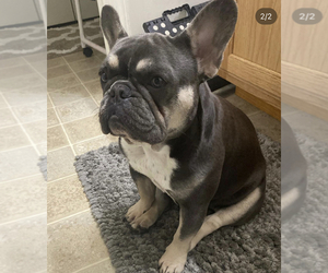 French Bulldog Puppy for sale in JACKSON, MO, USA