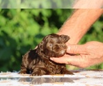 Small #6 ShihPoo