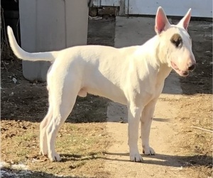 Father of the Bull Terrier puppies born on 08/02/2026