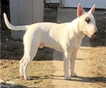 Small Photo #1 Bull Terrier Puppy For Sale in RICHLAND, OR, USA
