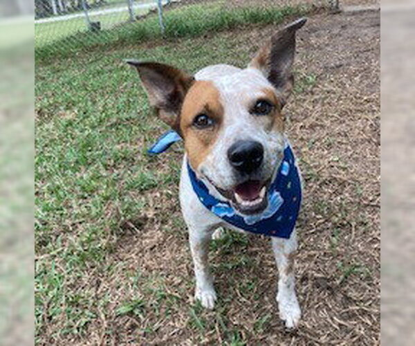 Medium Photo #7 Mutt Puppy For Sale in Fort Pierce, FL, USA