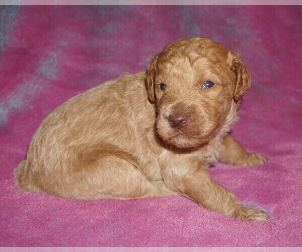 Medium Photo #1 Miniature Labradoodle Puppy For Sale in LA HABRA, CA, USA