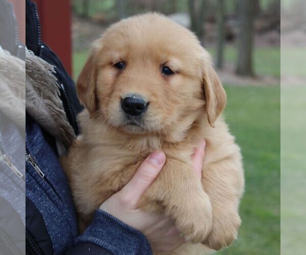 Medium Photo #1 Golden Retriever Puppy For Sale in EAST EARL, PA, USA