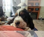 Small #1 English Springer Spaniel