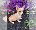 Small Pembroke Welsh Corgi