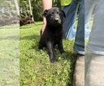 Small #3 German Shepherd Dog