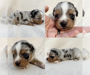 Miniature Australian Shepherd Puppy for sale in BROOKER, FL, USA