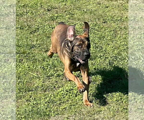 Medium Photo #6 Fila Brasileiro Puppy For Sale in Jasper, AL, USA