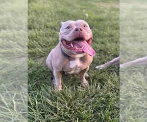 Mother of the American Bully puppies born on 09/27/2025
