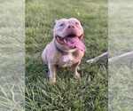 Small Photo #1 American Bully Puppy For Sale in LANCASTER, PA, USA