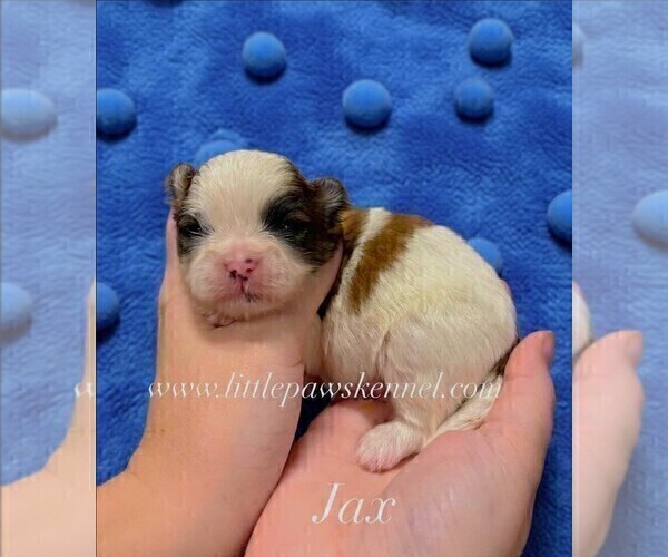 Medium Photo #3 Mal-Shi Puppy For Sale in WINNSBORO, LA, USA