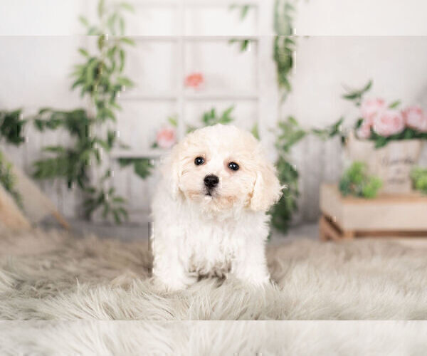 Medium Photo #4 Cavachon Puppy For Sale in WARSAW, IN, USA