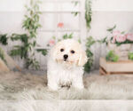 Small Photo #4 Cavachon Puppy For Sale in WARSAW, IN, USA
