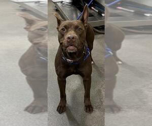 Bull Terrier-Labrador Retriever Mix Dogs for adoption in Forestville, MD, USA