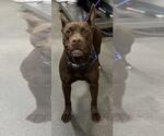 Small Bull Terrier-Labrador Retriever Mix