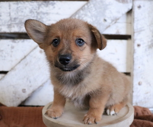 Pembroke Welsh Corgi-Pomeranian Mix Puppy for sale in HONEY BROOK, PA, USA
