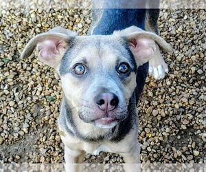 Blue Lacy-Unknown Mix Dogs for adoption in Anniston, AL, USA