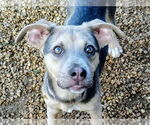 Small Blue Lacy Mix