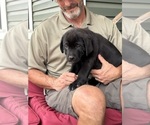 Small Photo #18 Rotticorso Puppy For Sale in REEVESVILLE, SC, USA