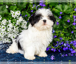 Puppy Jasmine Shih Tzu