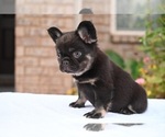 Puppy Puppy 2 French Bulldog