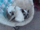 Small Photo #1 French Bulldog Puppy For Sale in ANTHEM, AZ, USA
