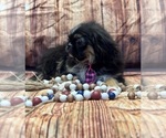 Small #9 Pekingese
