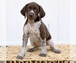Small Photo #3 German Shorthaired Pointer Puppy For Sale in COATESVILLE, PA, USA