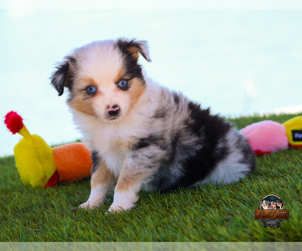 Medium Photo #2 Miniature Australian Shepherd Puppy For Sale in GRANBURY, TX, USA