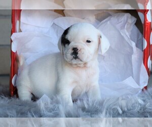 English Bulldog-Puggle Mix Puppy for sale in FREDERICKSBG, OH, USA