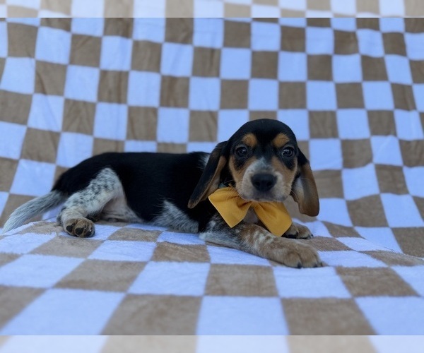 Medium Photo #7 Beagle Puppy For Sale in LAKELAND, FL, USA