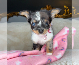 Chihuahua Puppy for sale in CHARLOTTE, NC, USA